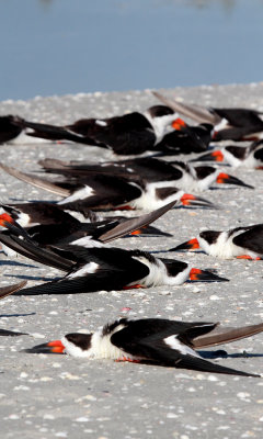 Black Skimmer 002