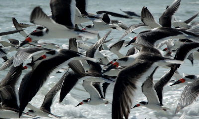 Black Skimmer 013