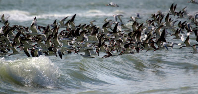 Black Skimmer 015