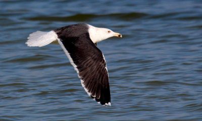 Greater Black-backed Gull  001