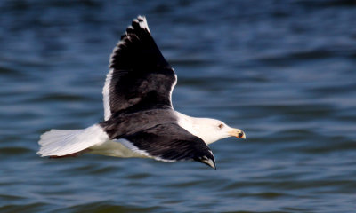 Greater Black-backed Gull  002