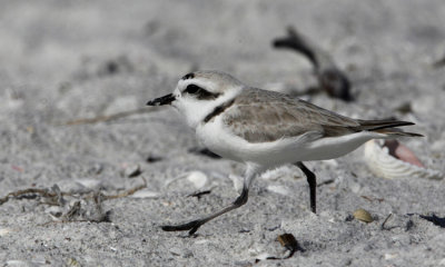 Piping Plover 001