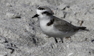 Piping Plover 002