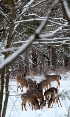 White-tailed deer