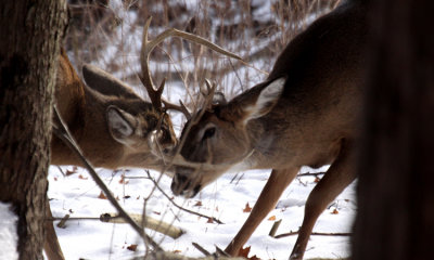 White-tailed deer