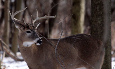 White-tailed deer