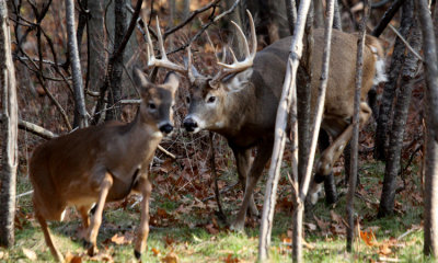 White-tailed deer