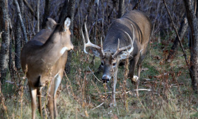 White-tailed deer