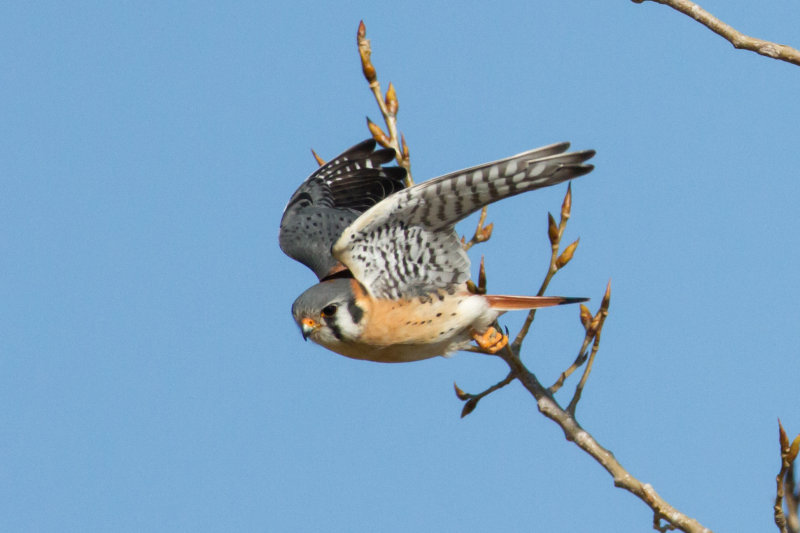 American Kestrel