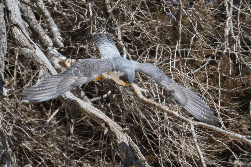 GPM20130216124613A.jpg