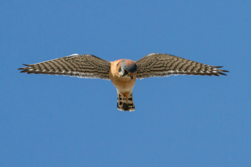 American Kestrel Hunting for Prey