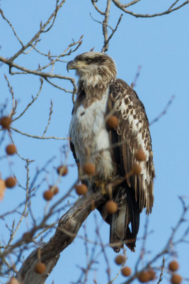 Juvenile Bald Eagle