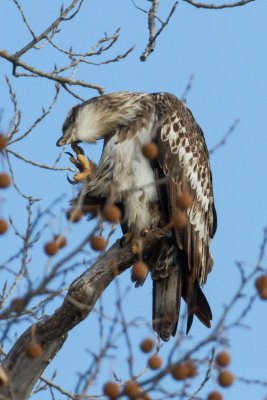Juvenile Bald Eagle