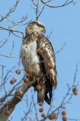 Juvenile Bald Eagle