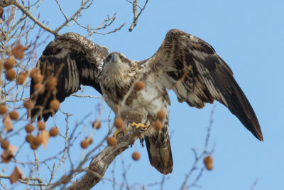 Juvenile Bald Eagle