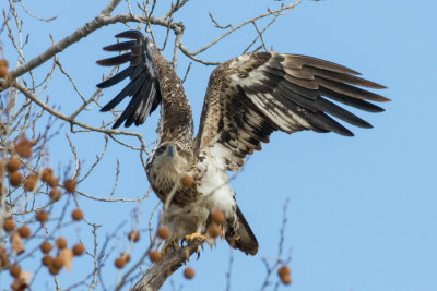 Juvenile Bald Eagle