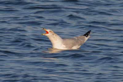 GPM20130106154729.jpg