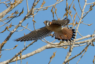 American Kestrel