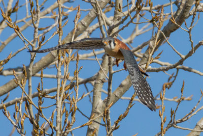 American Kestrel