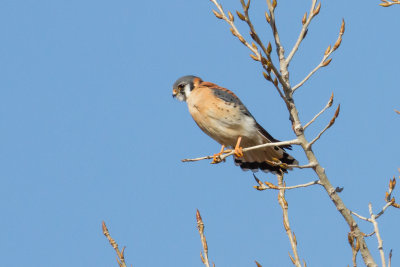 American Kestrel