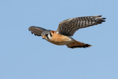 American Kestrel