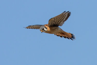 American Kestrel