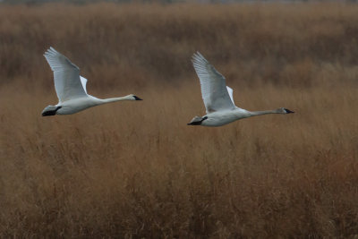 GPM20130112132057A.jpg