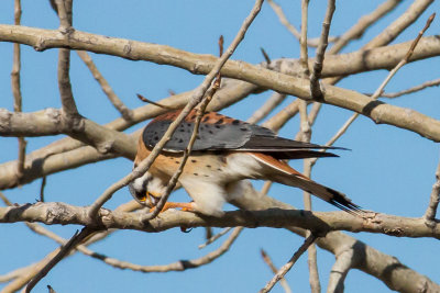 American Kestrel
