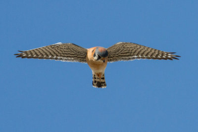 American Kestrel Hunting for Prey