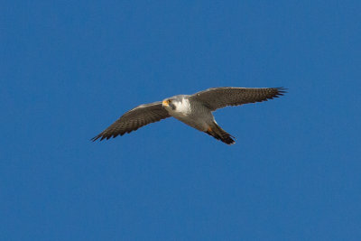 GPM20130302155530A.jpg