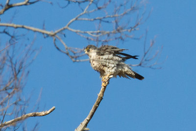 GPM20130302160100A.jpg