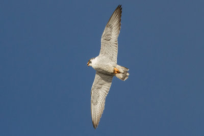 GPM20130302161642B.jpg