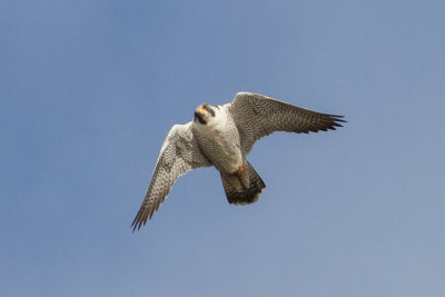 GPM20130302161701A.jpg