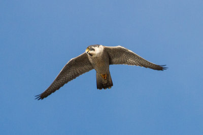 GPM20130302161755A.jpg
