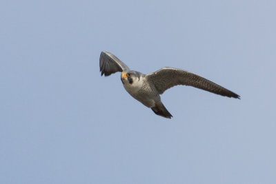 GPM20130302162422A.jpg