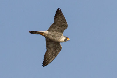 GPM20130309163259A.jpg