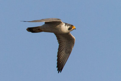 GPM20130309163607B.jpg