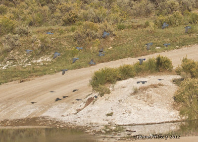 Pinyon Jays