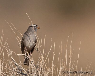 White-crowned Sparrow