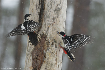 Woodpecker & Jays