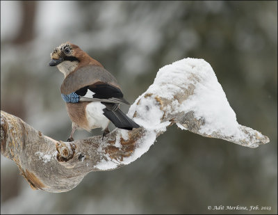 Eurasian Jay