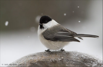 AM_27022013_M-Tit_6334.jpg
