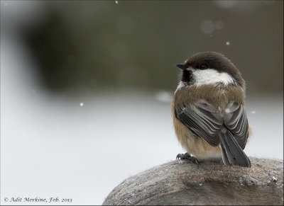 Song Birds