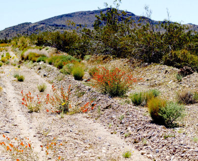 Dirt road to Horse Thief Springs