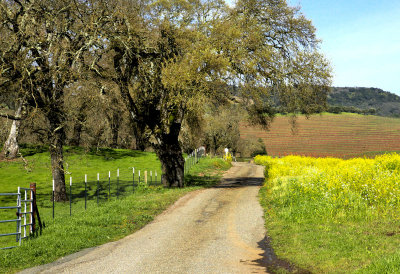 Mustard road vines poles 