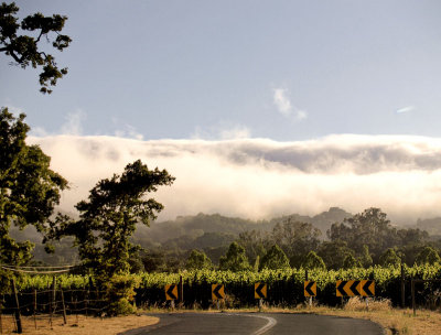 Road thru vineyards with fog bank rolling in