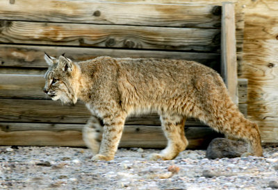 Tecopa young bobcat