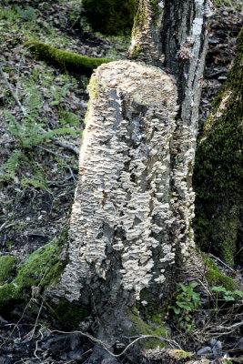 tree fungus