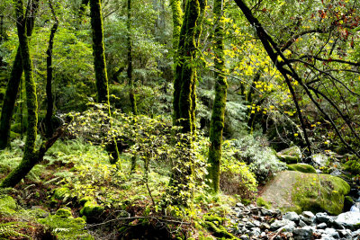 Sugarloaf fall (6)light in trees