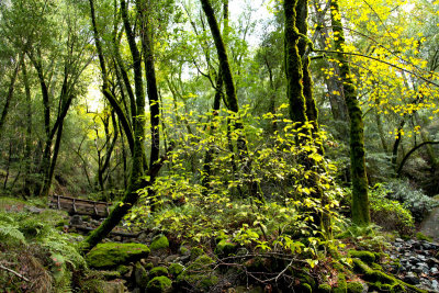 Sugarloaf forest